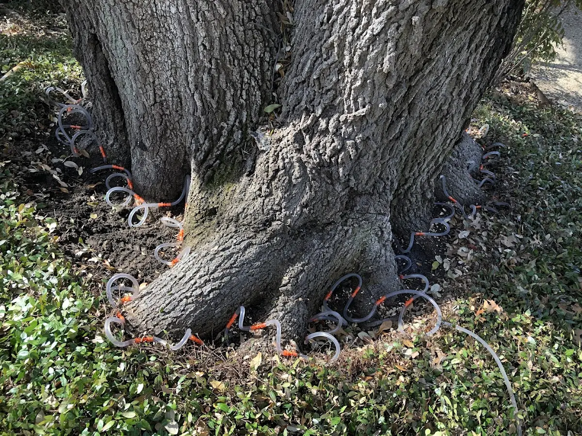 Detailed Tree Cabling and Bracing job site in Los Lunas