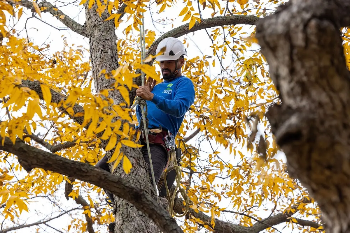 Skilled Storm Damage Cleanup crew working in Los Lunas